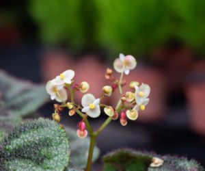 Begonia Masona