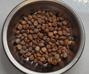 Nasiona z Maciejowa po locie w kosmos