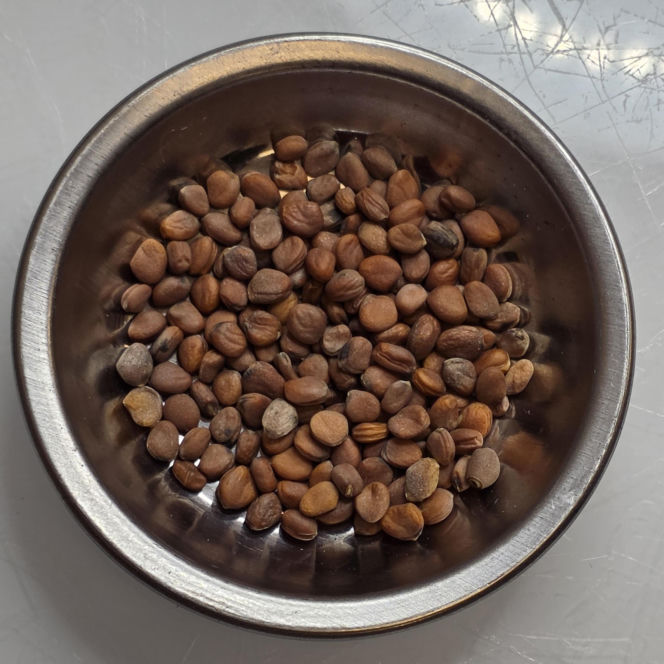 Nasiona z Maciejowa po locie w kosmos