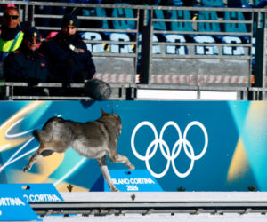 Pies biegł z zawodniczkami na trasie igrzysk