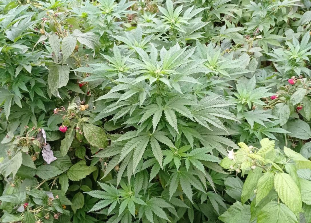 Niezwykłe odkrycie w Kruszwicy. Marihuana wśród malin!