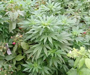 Niezwykłe odkrycie w Kruszwicy. Marihuana wśród malin!