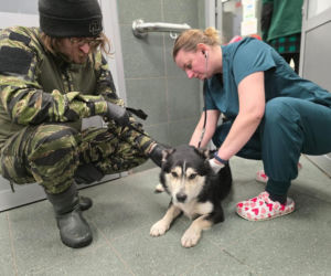 Akcja ratunkowa w likwidowanym schronisku Kocham Psisko w Mąkosach Nowych
