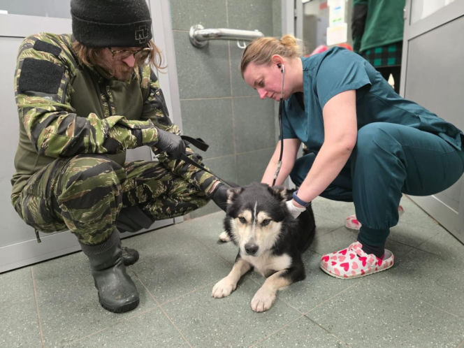 Akcja ratunkowa w likwidowanym schronisku Kocham Psisko w Mąkosach Nowych