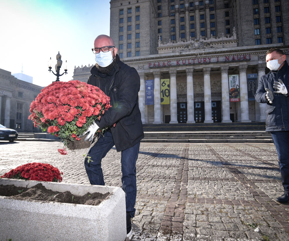  Chryzantemy przed Pałacem Kultury i Nauki