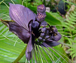 Takka