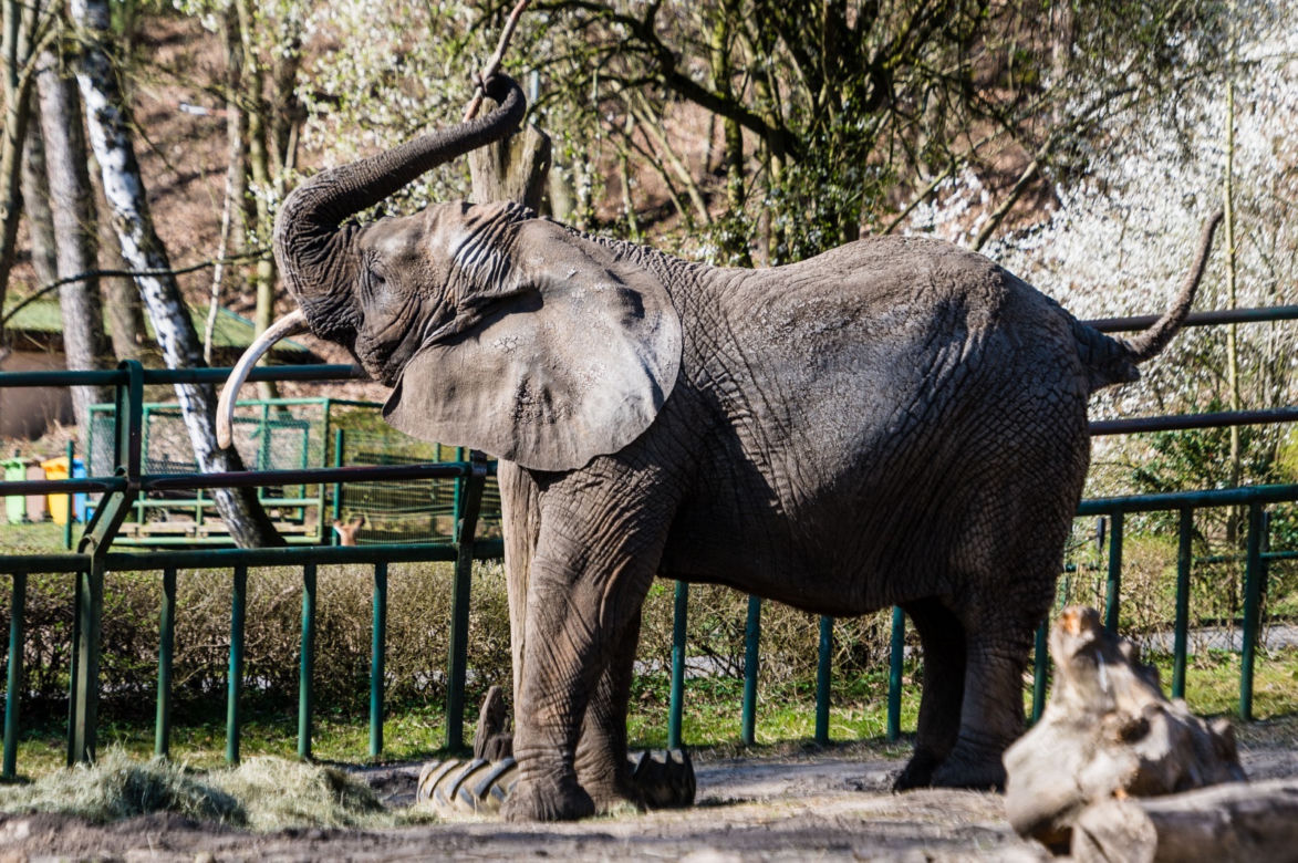 Koronawirus w Trójmieście. Zwierzęta z zoo tęsknią za ludźmi