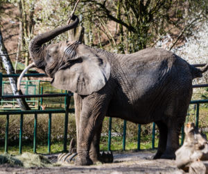 Koronawirus w Trójmieście. Zwierzęta z zoo tęsknią za ludźmi