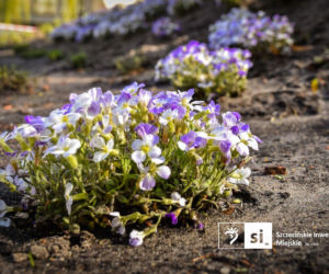 Nowe nasadzenia na Pl. Orła Białego