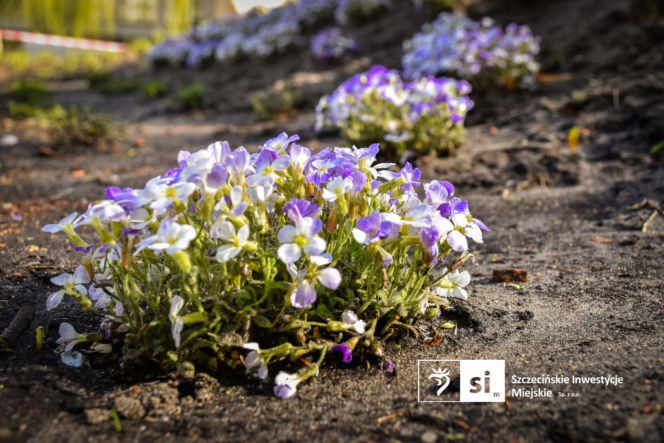 Nowe nasadzenia na Pl. Orła Białego