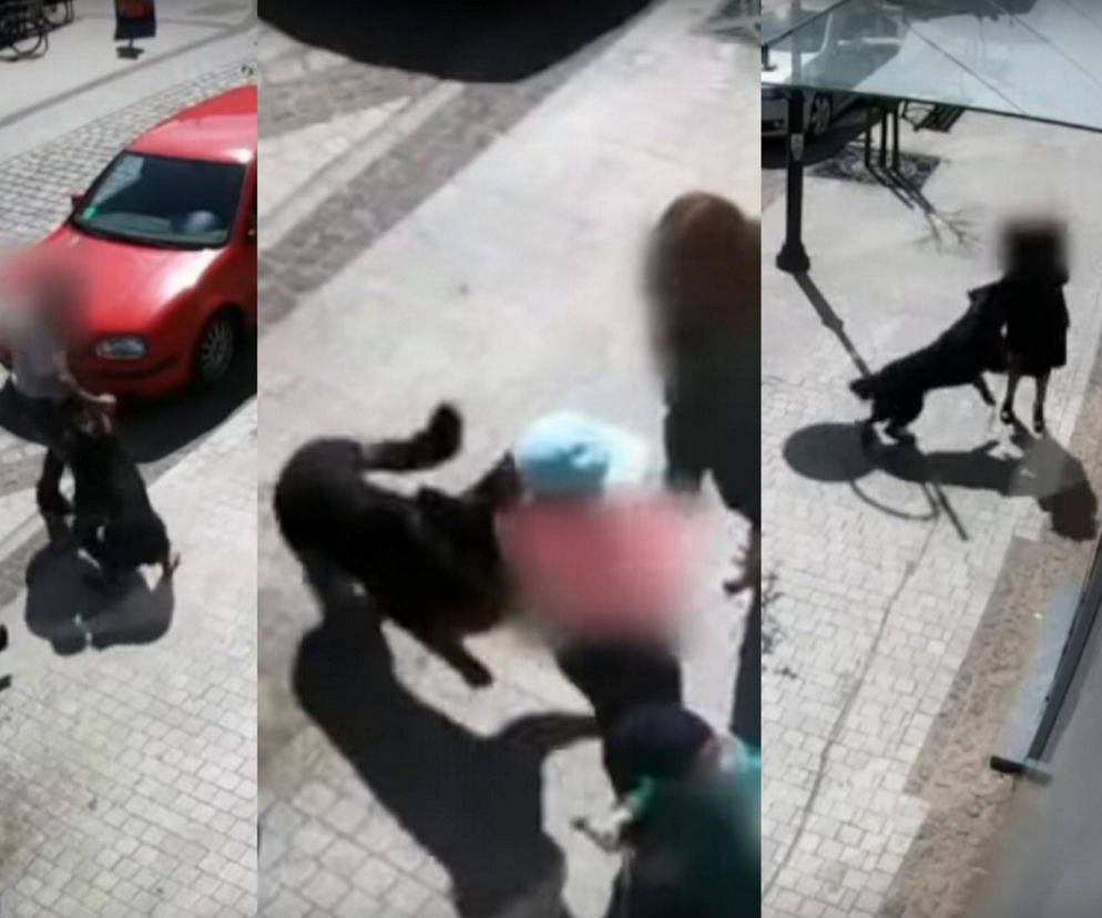 Przerażające sceny w Lęborku! Wielki pies zerwał się ze smyczy i zaatakował trzy osoby. 8-latka pogryziona [ZDJĘCIA].