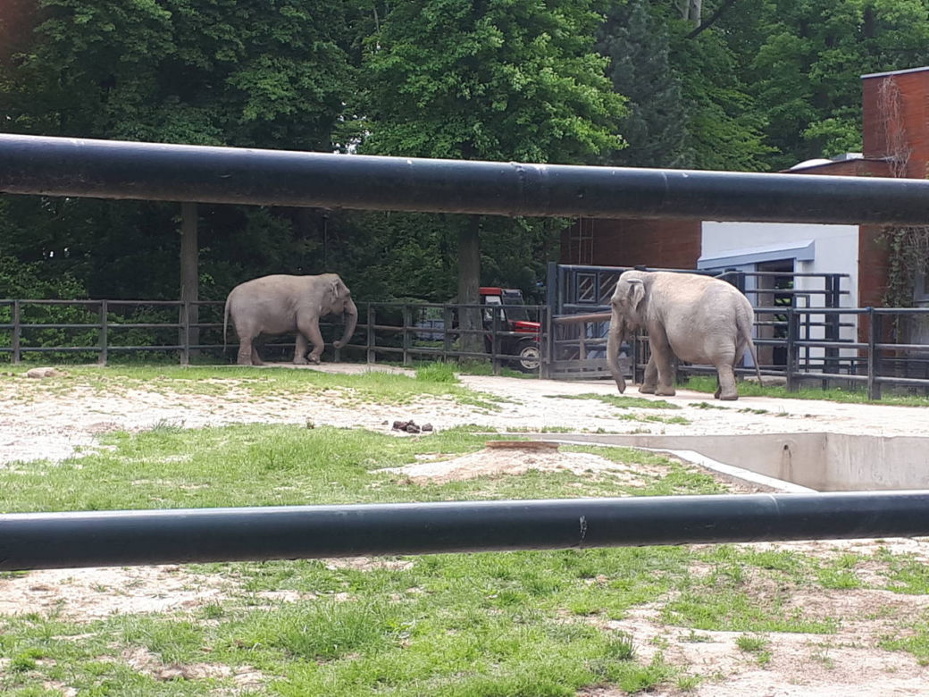 Krakowskie ZOO wznowiło działanie i zaprasza do odwiedzin