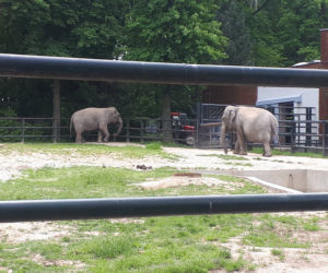 Krakowskie ZOO wznowiło działanie i zaprasza do odwiedzin