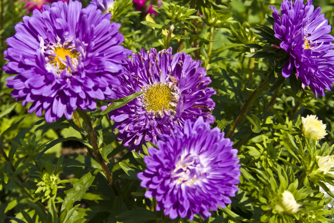 Aster chiński