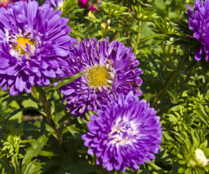 Aster chiński