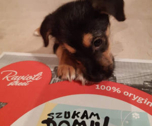 Pies szuka domu na opakowaniu pizzy. Niesamowita akcja porusza serca! [ZDJĘCIA]