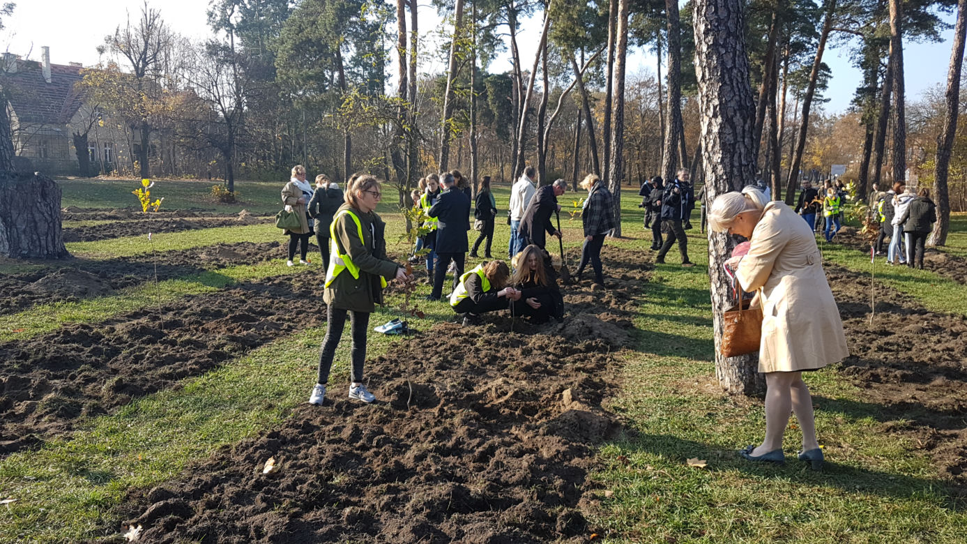 Sto drzew na 100. rocznicę odzyskania niepodległości w Toruniu