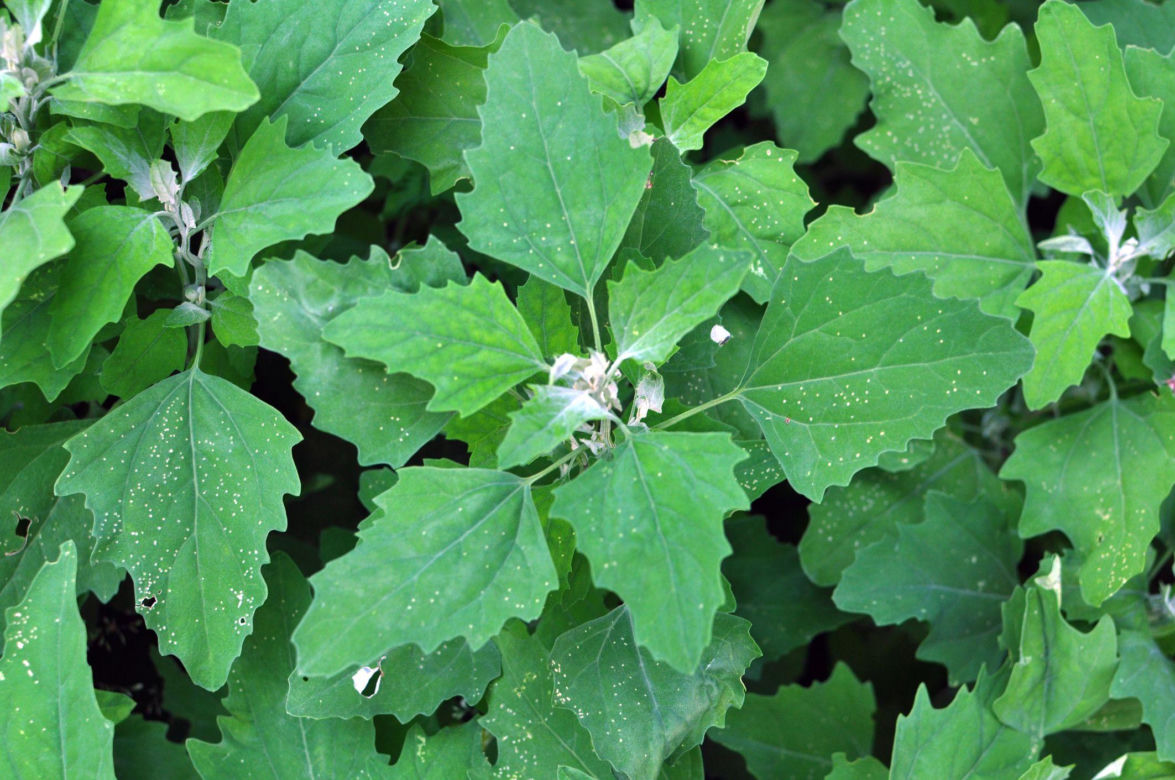 Komosa biała (lebioda)