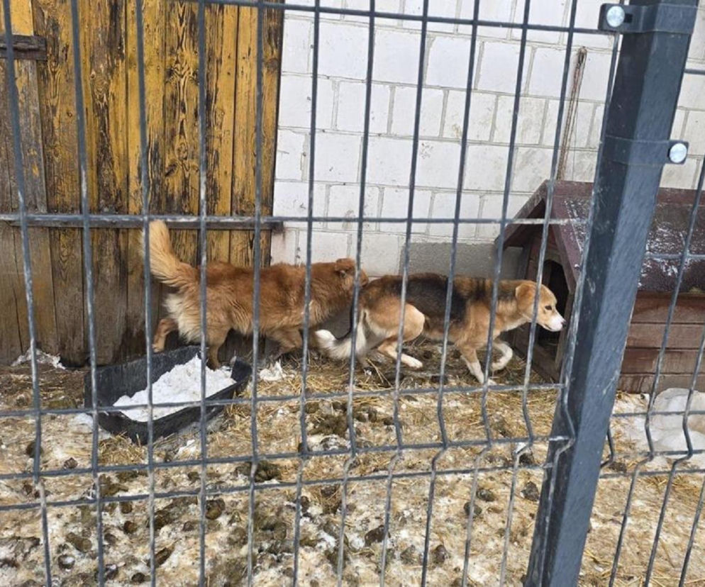 11 psów przebywało w skrajnie złych warunkach. Zostały odebrane właścicielom