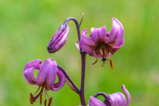 Lilia złotogłów - Lilium martagon