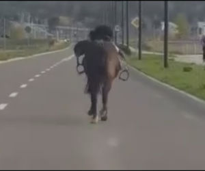 Zagalopował się na ulicach Świdnika. Policja prowadziła pościg za... osiodłanym koniem [ZDJĘCIA]
