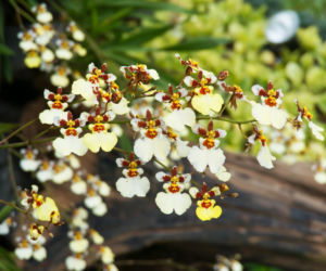 Oncidium