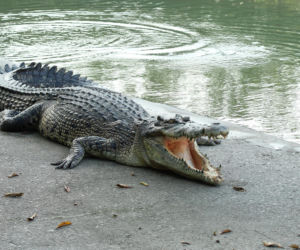 3-latek rzucony krokodylom na pożarcie w zoo! Nowe doniesienia