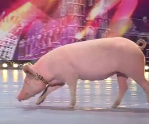 Mam talent 7, odcinek 4. Świnia zrobiła kupę na scenie!
