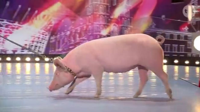 Mam talent 7, odcinek 4. Świnia zrobiła kupę na scenie!