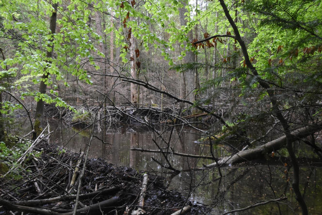 Utworzono Rezerwaty „Góra Skarbowa” i „Uroczysko Tumlińskie”