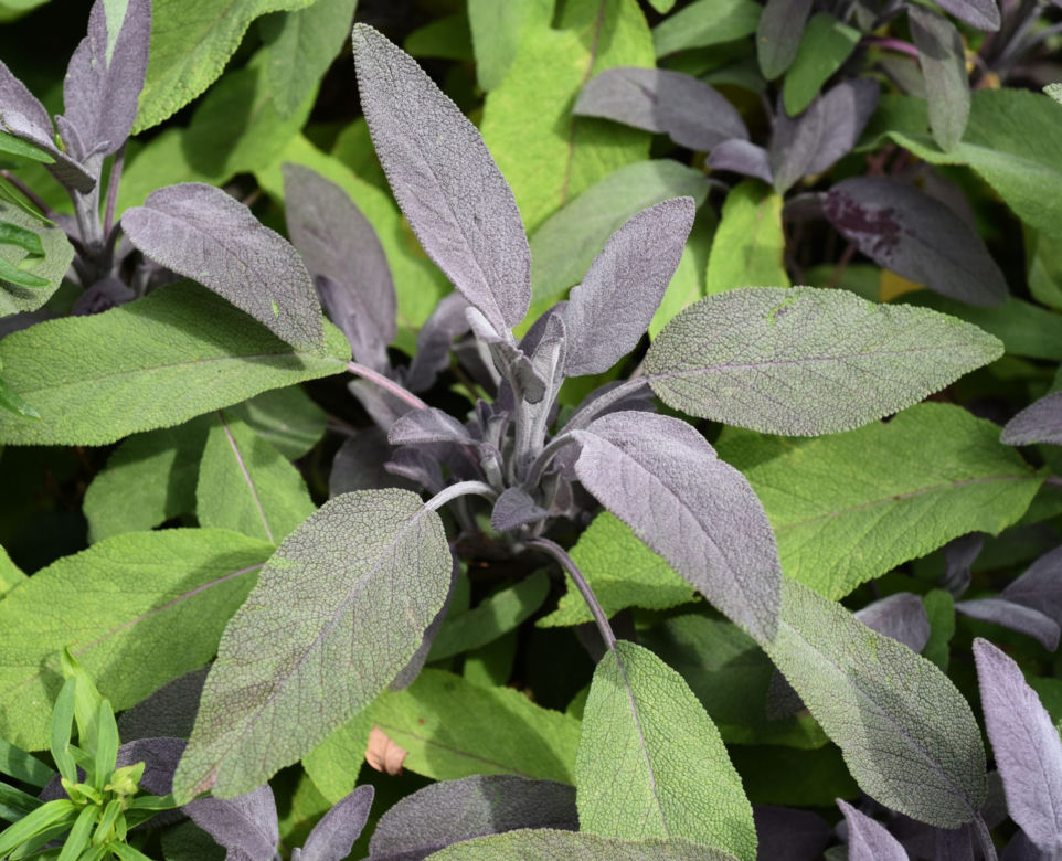 Szałwia lekarska ‘Purpurascens’