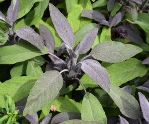 Szałwia lekarska ‘Purpurascens’