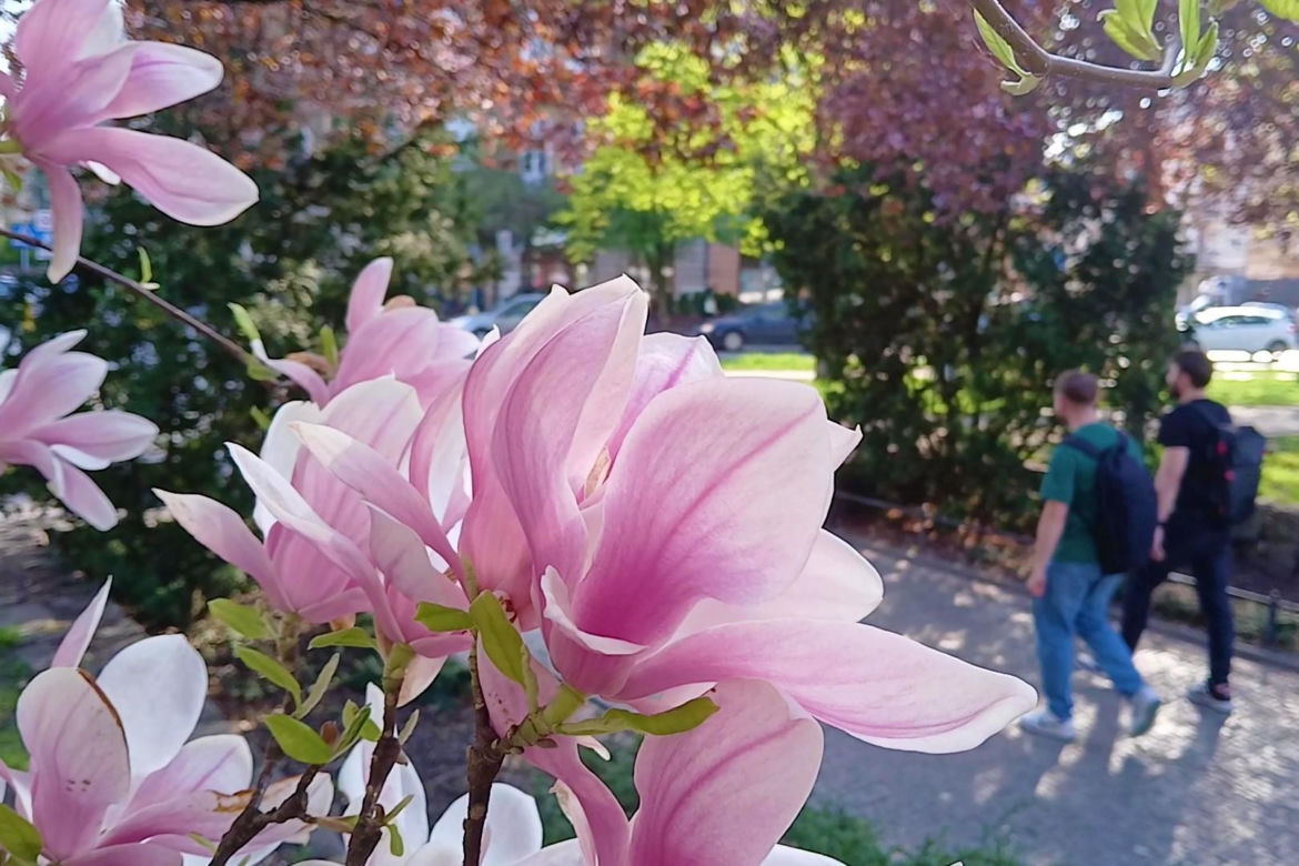Magnolie w Szczecinie