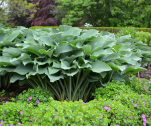 Hosta