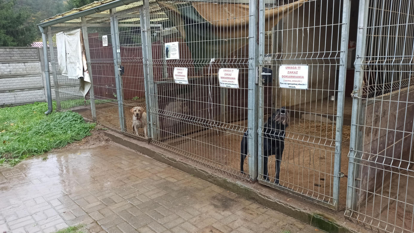 Schronisko dla Zwierząt w Olsztynie