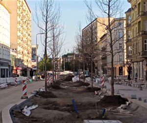 Siedmiometrowe platany już zdobią aleję Wojska Polskiego