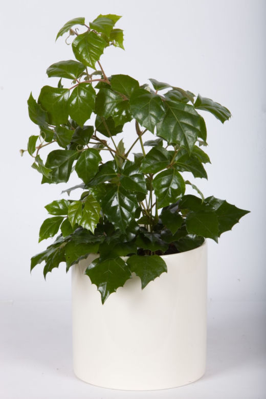 Cissus rombolistny