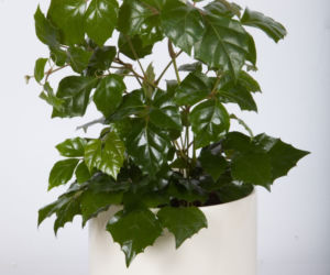 Cissus rombolistny