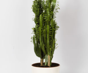 Wilczomlecz trójżebrowy