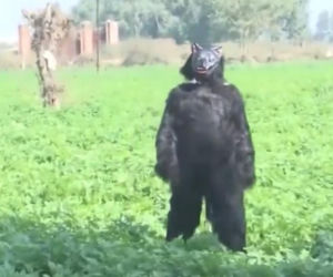 Yeti pojawił się na polu?! Ten film może szokować, wyjaśnienie cię zaskoczy