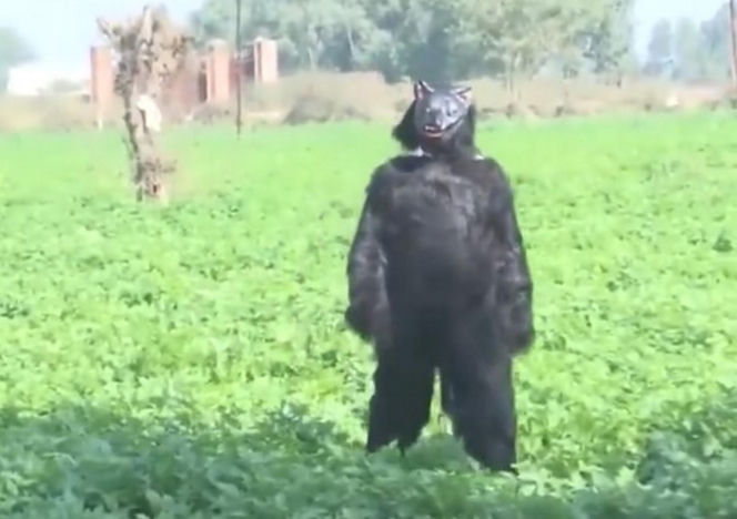 Yeti pojawił się na polu?! Ten film może szokować, wyjaśnienie cię zaskoczy