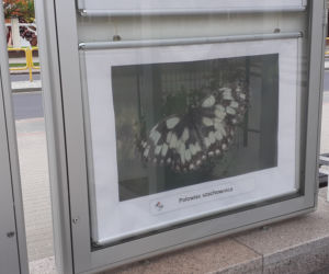 Wystawa zdjęć motyli i ciem w iławskiej Galerii Jazzowej