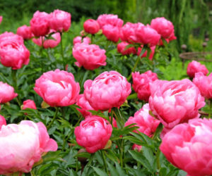 Piwonie wystrzelą pąkami już wiosną. Rozpuść w wodzie i podlewaj krzewy w marcu
