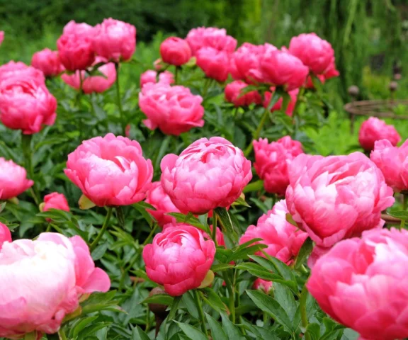 Tylko 2 łyżki, a piwonia utonie w kwiatach. Dostanie mocnego kopa do wzrostu pąków. Domowy nawóz do piwonii na wiosnę 