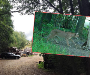 Szukają pumy w lasach. Mieszkańcy przerażeni: Sekundy i człowieka nie ma