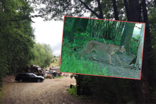 Szukają pumy w lasach. Mieszkańcy przerażeni: Sekundy i człowieka nie ma