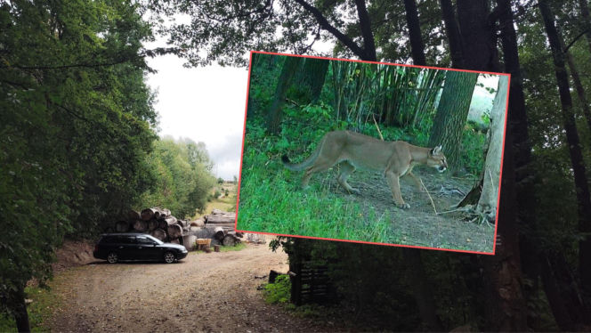 Szukają pumy w lasach. Mieszkańcy przerażeni: Sekundy i człowieka nie ma