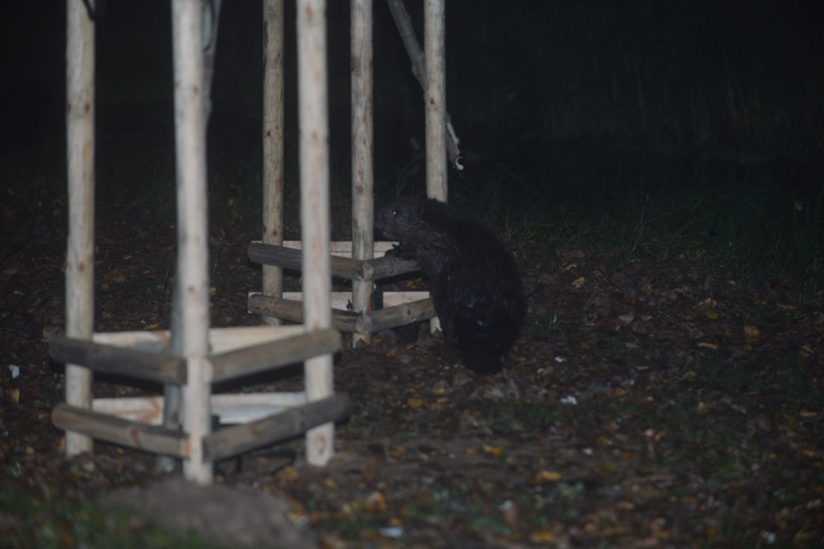 Bobry atakują Gocław. Są pierwsze ofiary