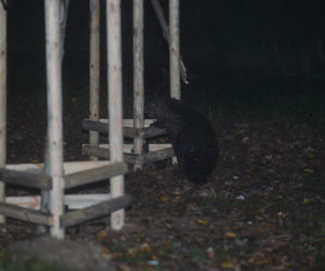 Bobry atakują Gocław. Są pierwsze ofiary