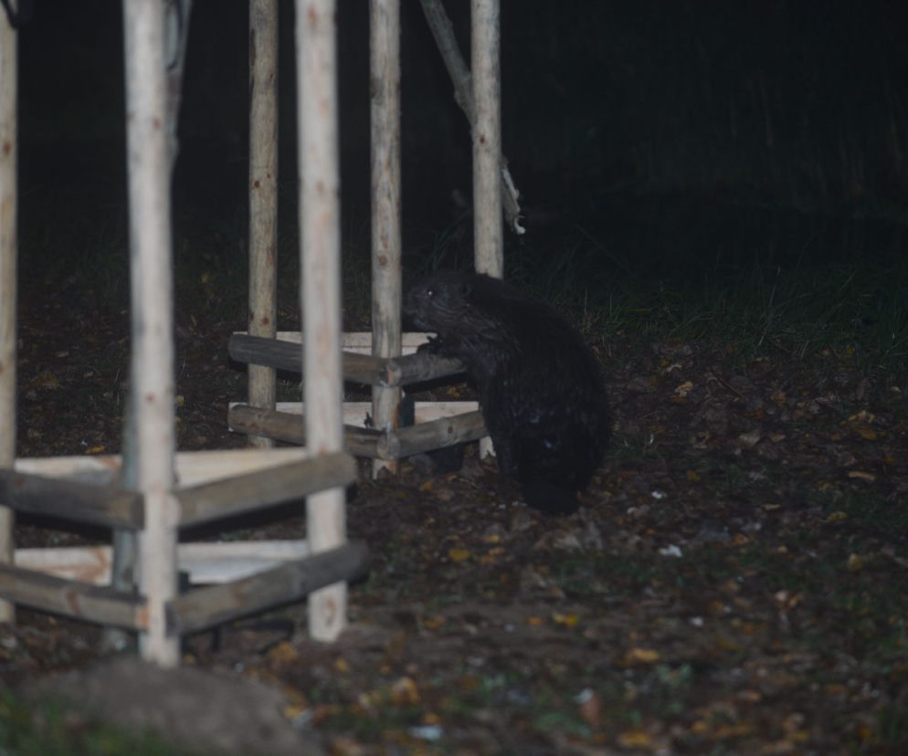 Bobry atakują Gocław. Są pierwsze ofiary